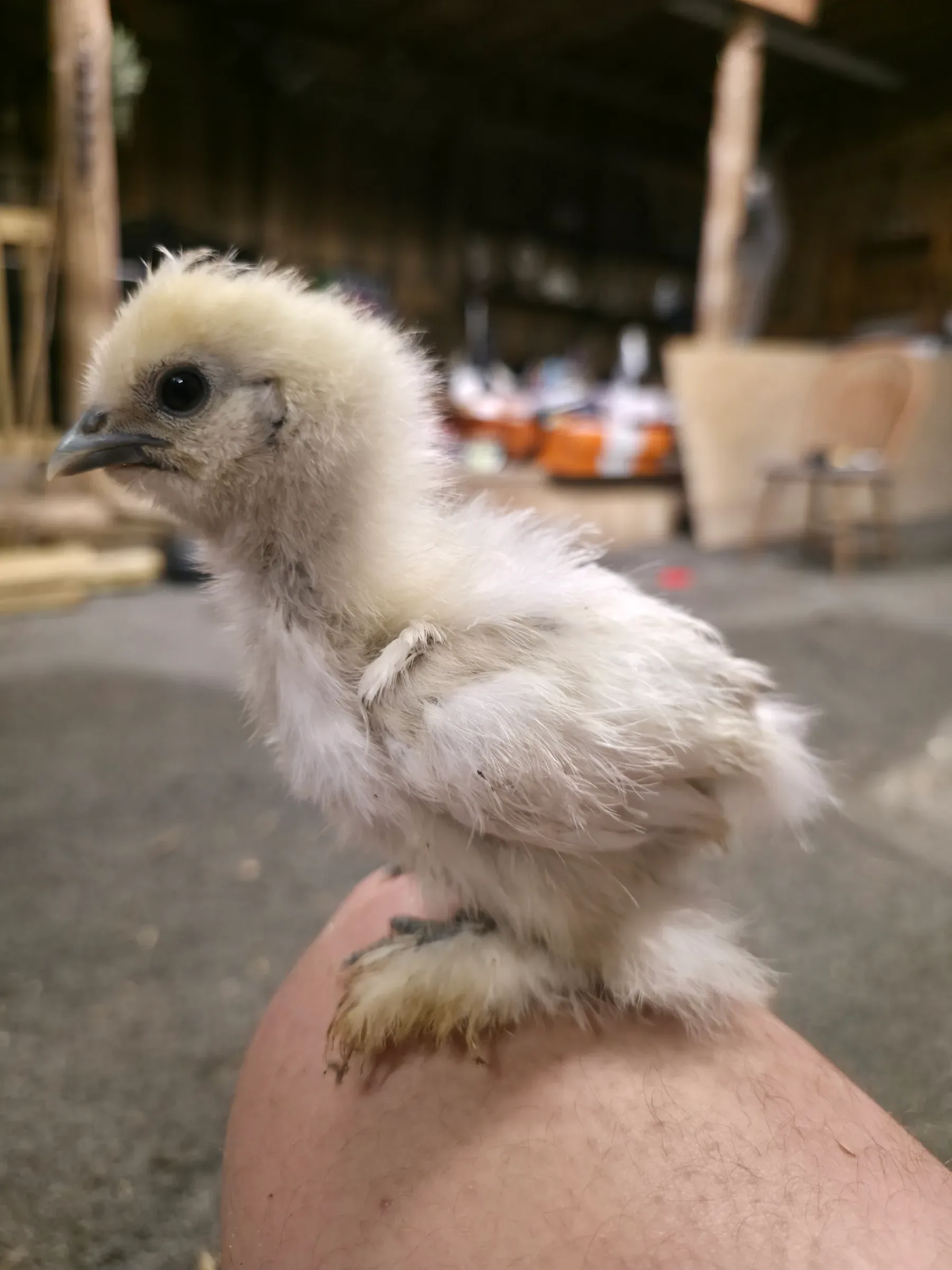 A Baby White Silkie Chicken by Naysmith Farm